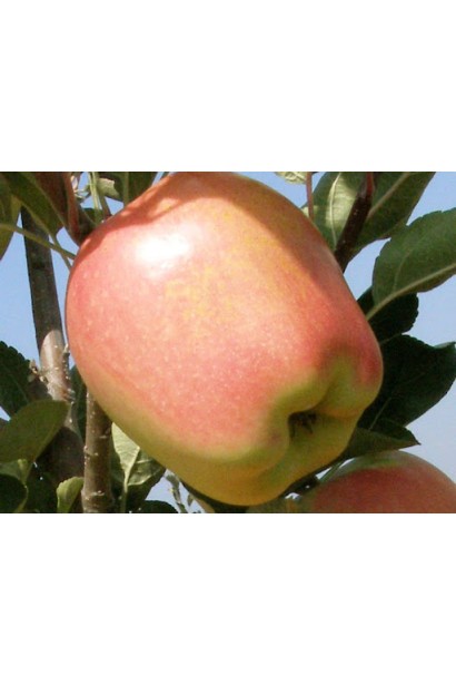 Зріле яблуко сорту Gold Chief на гілці